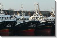 Saint-Malo (2007-12-23) Bassin Bouvet avec toute la flotte de l'armement Porcher d'Erquy